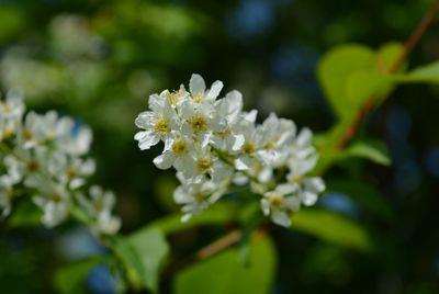 Close-up of white flowering plant