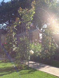 View of plants and trees