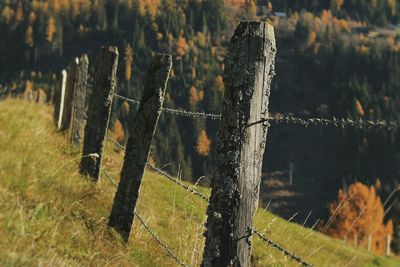 Close-up of wooden post in forest