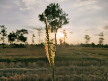 Close-up of stalks in field against sky