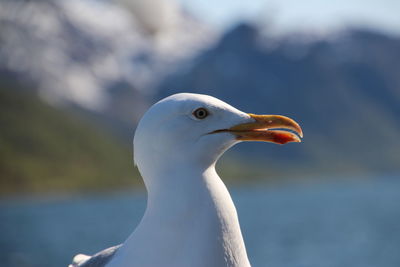 Close-up of seagull