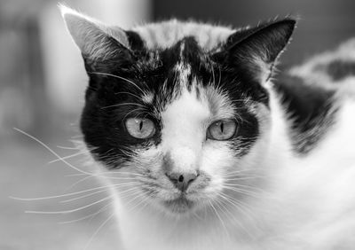 Close-up portrait of a cat