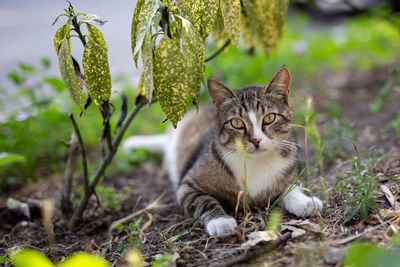 Portrait of cat on field