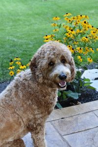 Portrait of dog on rock against plants