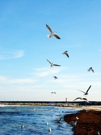 Seagull flying over sea