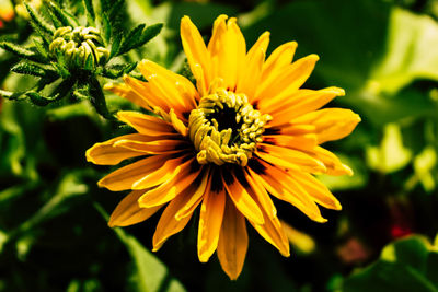 Close-up of bee on yellow flower