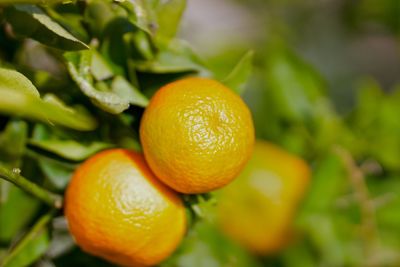 Close-up of oranges on tree