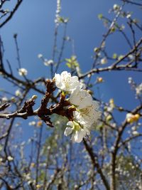 Close-up of cherry blossoms against sky