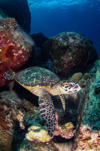 Close-up of turtle in sea