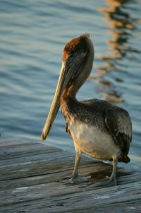 Close-up of bird in water