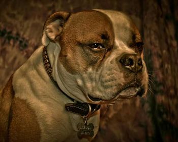 Close-up portrait of dog