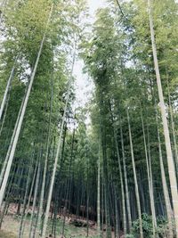 Low angle view of bamboo trees in forest