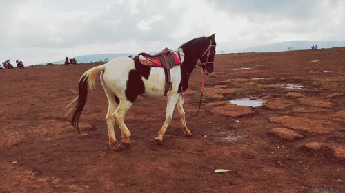 Horses on a field