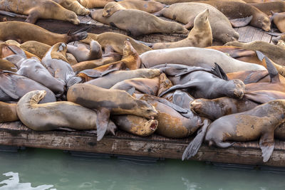 High angle view of sea resting