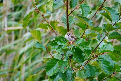 Close-up of a bird on branch