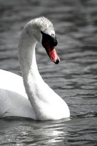 Close-up of swan swimming on lake