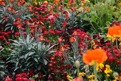 Close-up of red flowering blumenwiese 