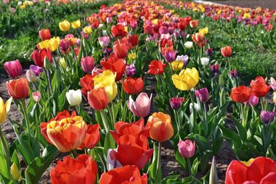 Close-up of tulips in field