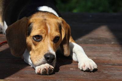 Close-up portrait of dog relaxing on floor