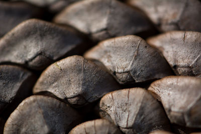 Full frame shot of a cone close up husk