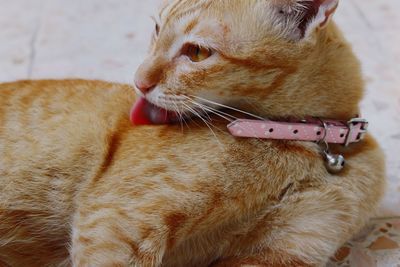 Close-up of ginger cat