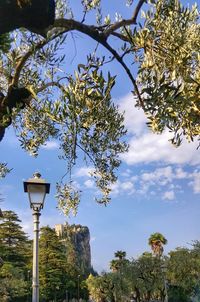 Low angle view of trees against blue sky