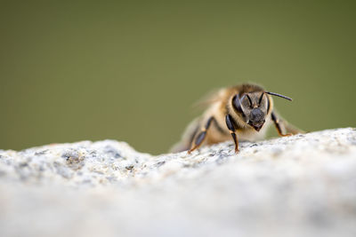 Close-up of bee on rock