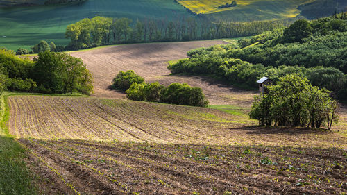 Scenic view of agricultural field