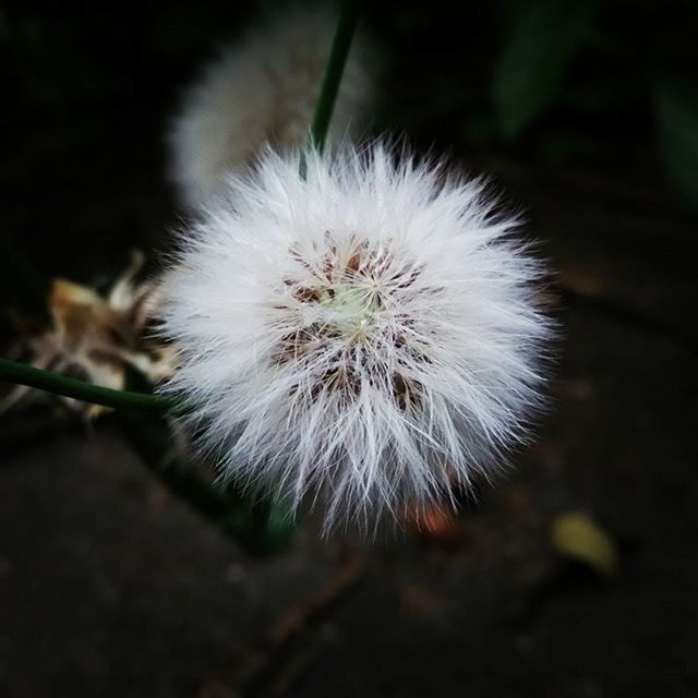 dandelion, flower, fragility, white color, growth, close-up, flower head, single flower, freshness, beauty in nature, nature, softness, focus on foreground, white, wildflower, uncultivated, plant, stem, selective focus, seed