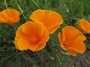 Close-up of orange crocus flowers on field