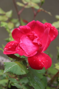 Close-up of wet red rose