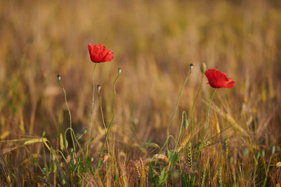 Close-up of red poppy flowers on field