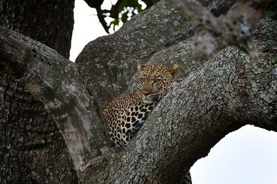 View of cat on tree trunk