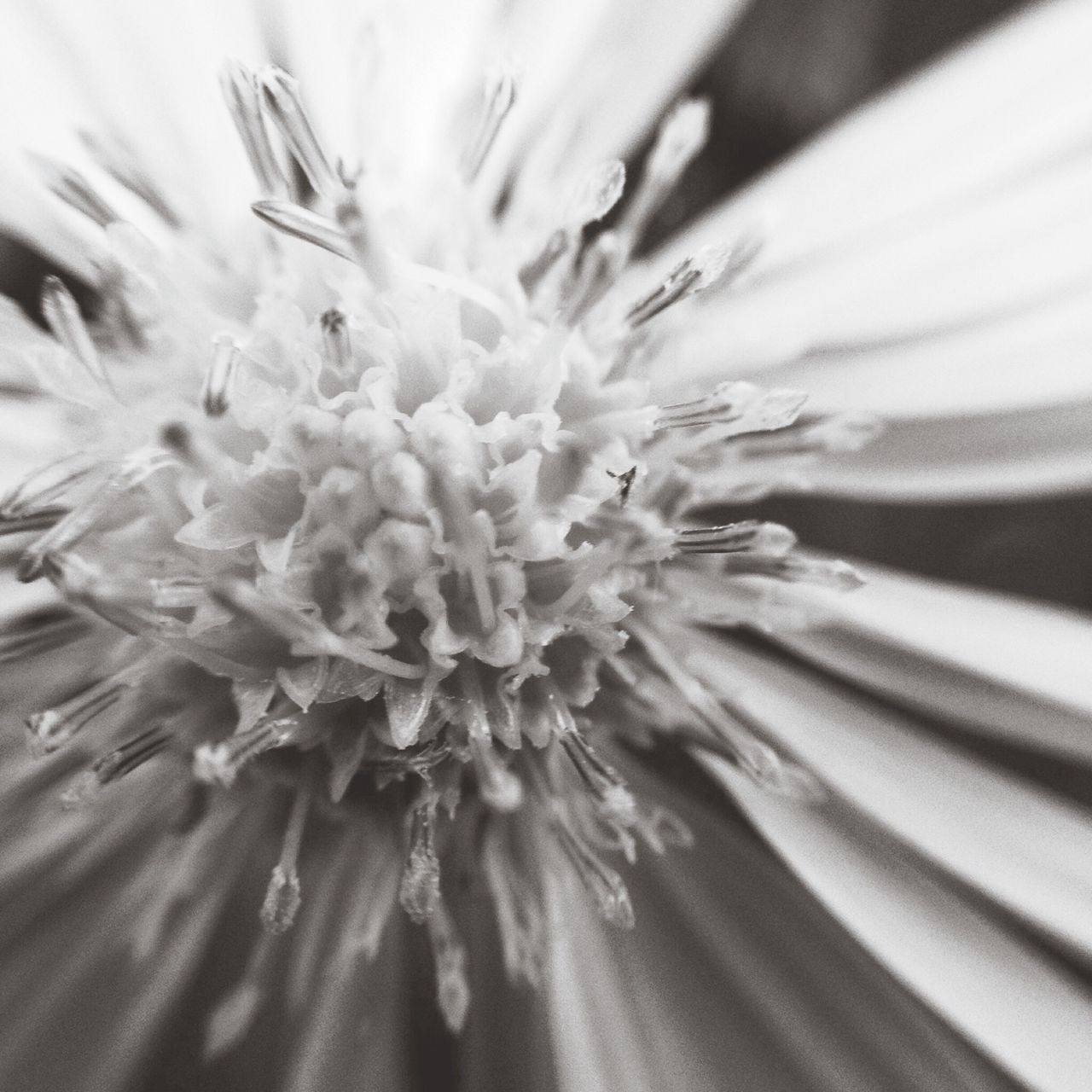 flower, freshness, flower head, fragility, petal, close-up, single flower, growth, beauty in nature, pollen, nature, extreme close-up, selective focus, full frame, macro, backgrounds, in bloom, plant, stamen, blooming