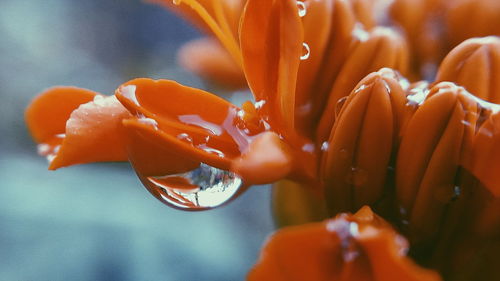 Close-up of day lily blooming outdoors