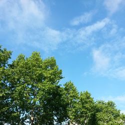 Low angle view of trees against blue sky