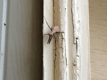 Close-up of spider on wall