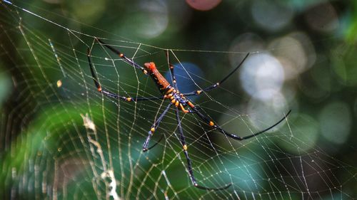 Close-up of spider on web