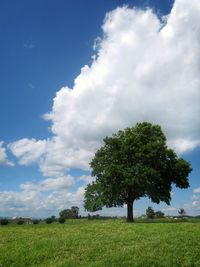 Tree on field against sky