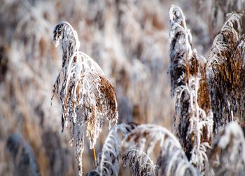 Close-up of wilted tree trunk during winter