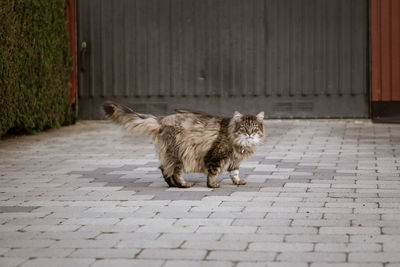 Cat on footpath by street