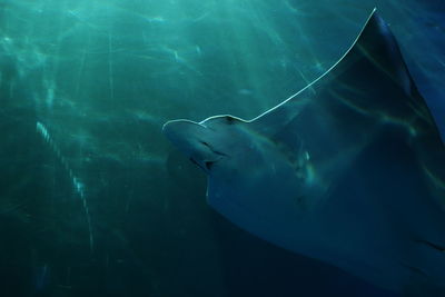 Close-up of fish swimming in aquarium