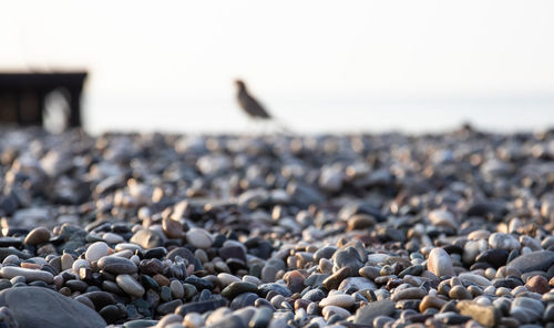 Close-up of stones on beach