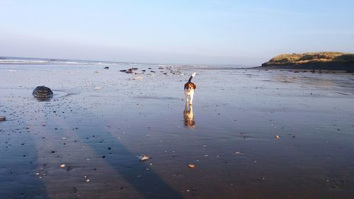 Beagle walking on sand at beach against clear sky