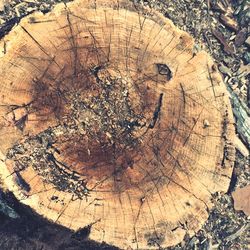 Full frame shot of tree trunk