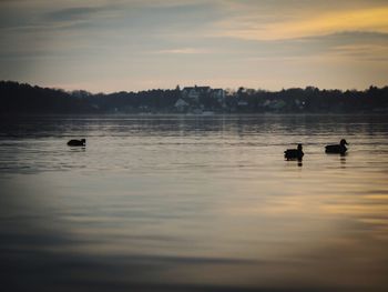 Silhouette ducks swimming on lake against sky during sunset