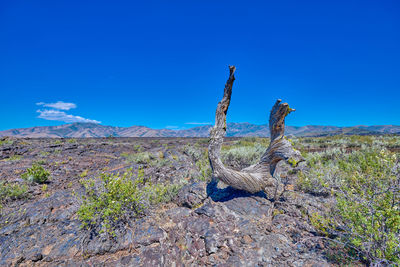 Driftwood on land against blue sky