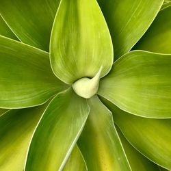 Full frame shot of green leaves
