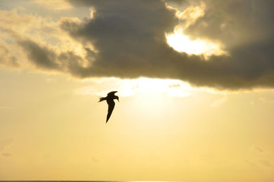 Low angle view of silhouette bird flying in sky