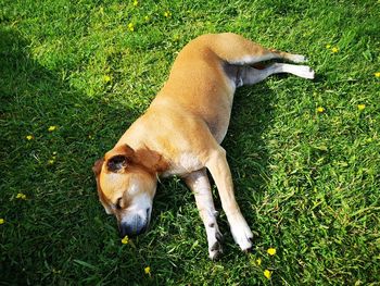 High angle view of dog on field